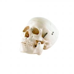 Life-Size Skull