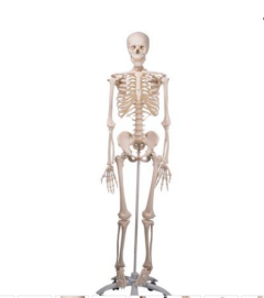 Skeleton Model - Stan