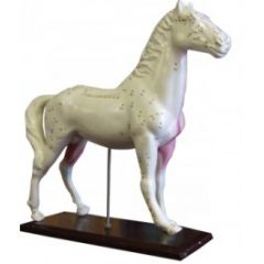 Horse Model